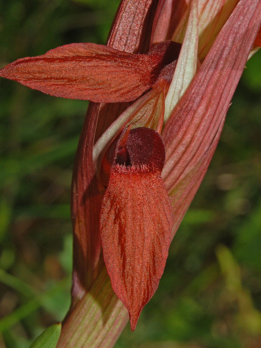 Serapias vomeracea